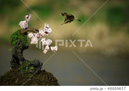 バンウルセ 鳥 新しい 48889657