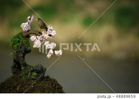 バンウルセ 鳥 新しい 48889659