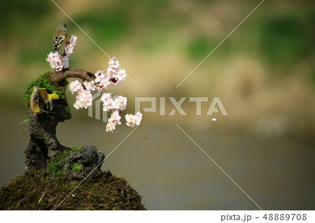 バンウルセ 鳥 新しい 48889708