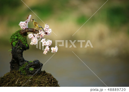 バンウルセ 鳥 新しい 48889720