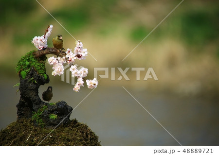 バンウルセ 鳥 新しい 48889721