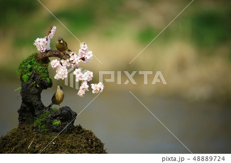 バンウルセ 鳥 新しい 48889724