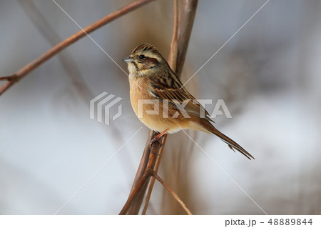 ホオジロ 48889844