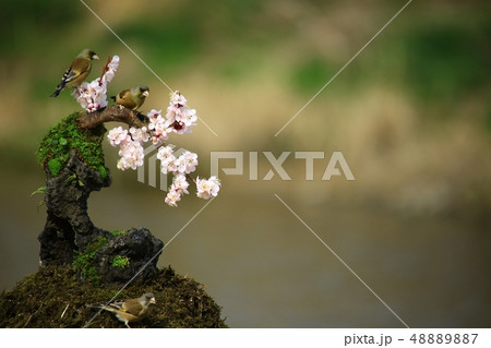 バンウルセ 鳥 新しい 48889887