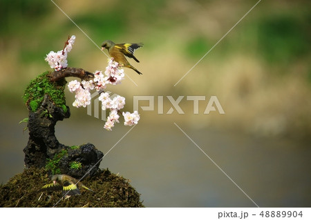 バンウルセ 鳥 新しい 48889904