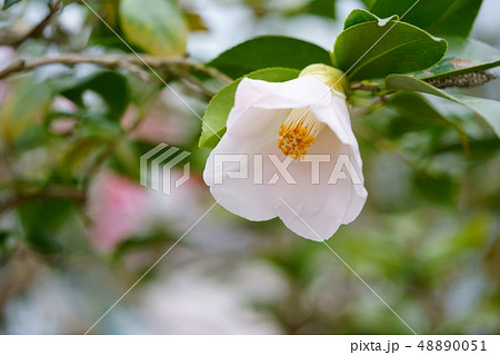 椿花図巻・賽郭 48890051