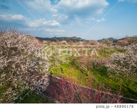 京都府 綾部市 梅林公園 京都府 綾部市 梅林公園 48890178