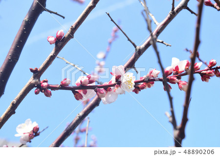 春の花 48890206