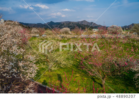 京都府 綾部市 梅林公園 48890207
