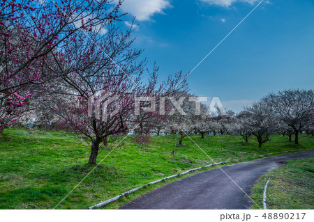 京都府 綾部市 梅林公園 京都府 綾部市 梅林公園 48890217