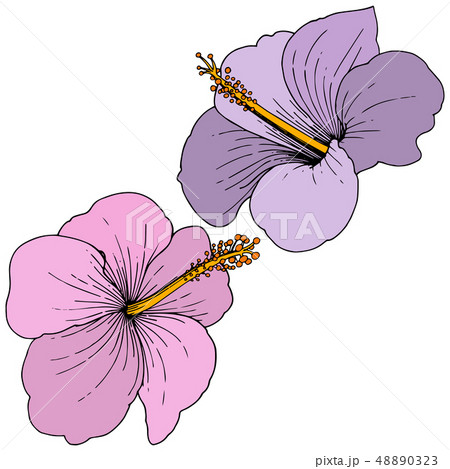 Vector Hibiscus floral tropical flowers. Engraved ink art. Isolated hibiscus illustration element on Vector Hibiscus floral tropical flowers. Engraved ink art. Isolated hibiscus illustration element on 48890323