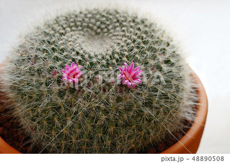 サボテンの花　タマオキナ 48890508