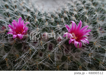 サボテンの花　タマオキナ 48890512
