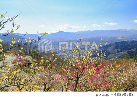 武甲山と梅林3 武甲山と梅林3 48890588