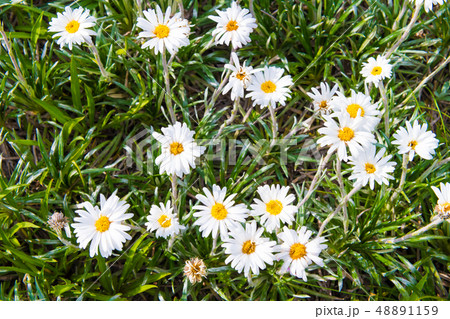 Native Australian flowers Native Australian flowers 48891159
