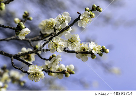 花 梅 春 48891714