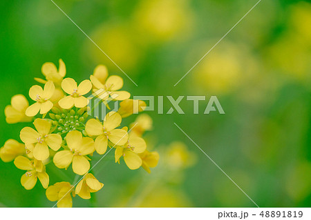 川沿いに咲く菜の花 川沿いに咲く菜の花 48891819