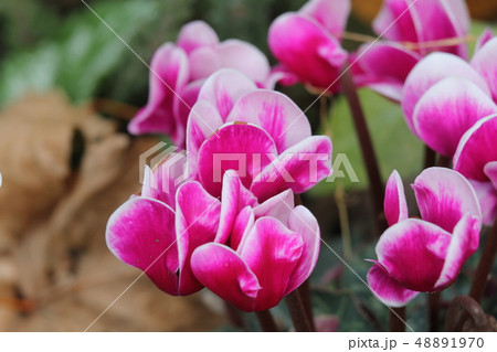 シクラメン シクラメン 48891970