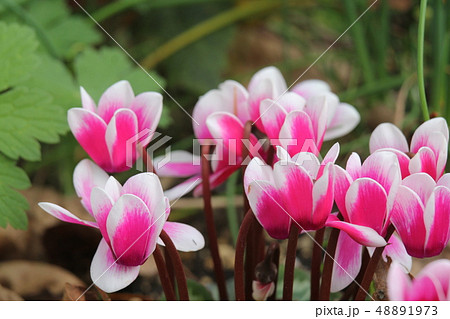 シクラメン 48891973