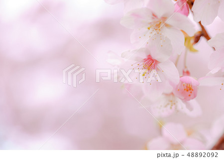 曇り空に桜 48892092