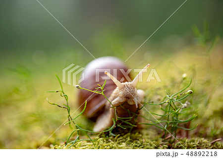 Helix pomatia also Roman snail, Burgundy snail 48892218
