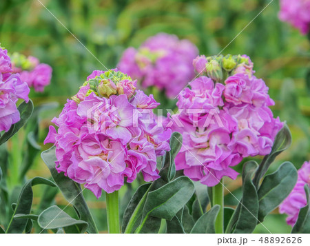 千倉町の花畑の風景 48892626