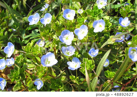 オオイヌノフグリの花 48892627