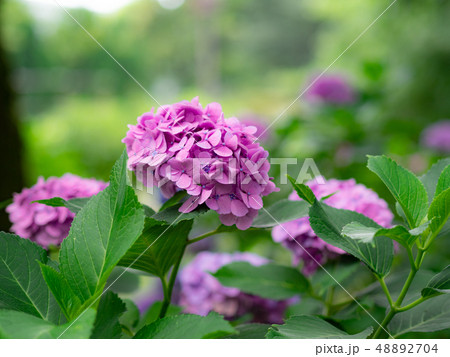 紫陽花 48892704