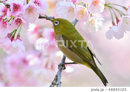 メジロと大寒桜（安行桜）（Ｎ） 48893105