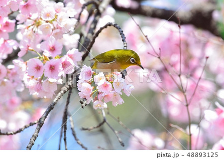 メジロと大寒桜（安行桜）（Ｎ） 48893125