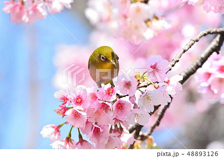 メジロと大寒桜（安行桜）（Ｎ） 48893126