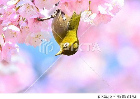 メジロと大寒桜(安行桜)(N) メジロと大寒桜(安行桜)(N) 48893142