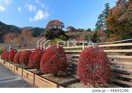 紅葉の宮ヶ瀬湖　県立あいかわ公園 48893296