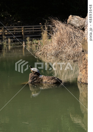 北薩広域公園　亀の池　空を見上げる亀 48893648