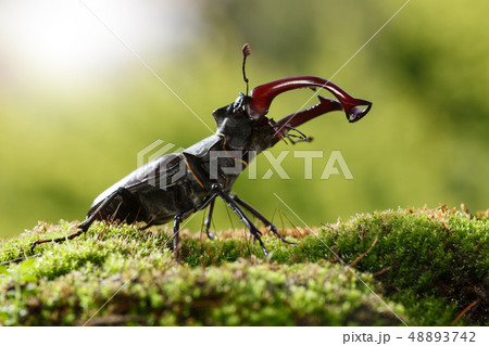 Giant Stage Beetle attack Giant Stage Beetle attack 48893742