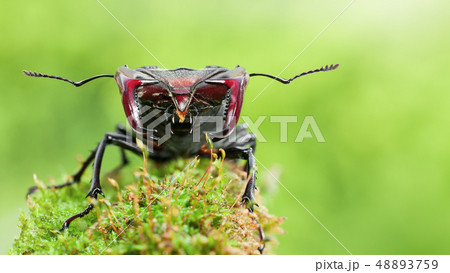 Stag Beetle portrait 48893759