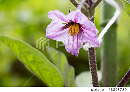 なすびの花の写真素材 47