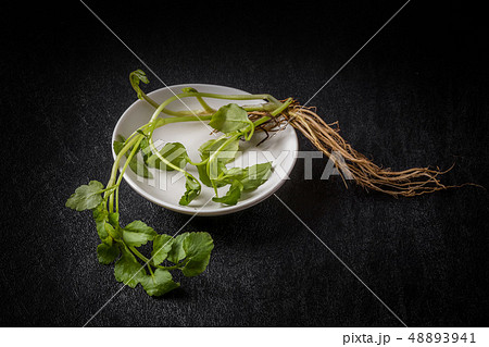 芹　七草　dropworta Japanese parsley 48893941