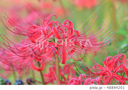 彼岸花、曼殊沙華 48894201