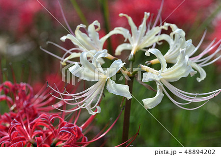 彼岸花、曼殊沙華 彼岸花、曼殊沙華 48894202