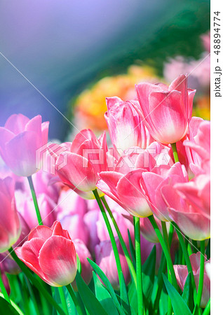 春色　チューリップ 48894774