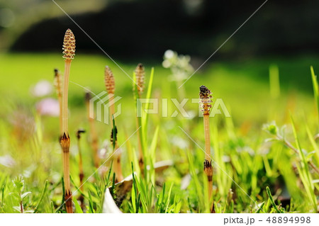 ツクシ ツクシ 48894998