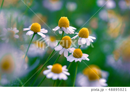 かわいいカモミールの写真素材