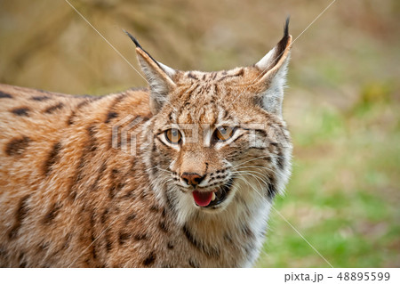 Close view of smiling wild lynx in nature Close view of smiling wild lynx in nature 48895599