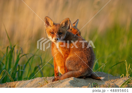 Two red fox cubs sitting near burrow. Two red fox cubs sitting near burrow. 48895601