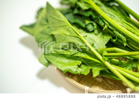 ほうれん草 ほうれん草 48895888