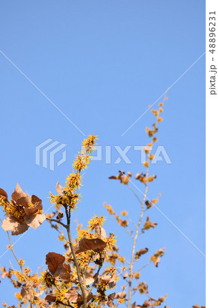 慶徳公園に咲くマンサクの花 48896231