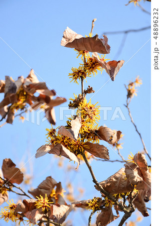 慶徳公園に咲くマンサクの花 48896232