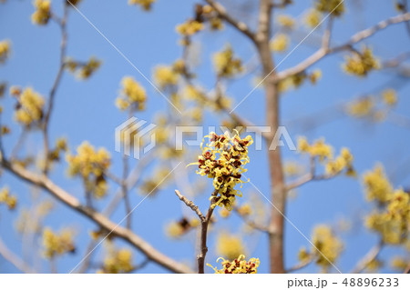慶徳公園に咲くマンサクの花 48896233