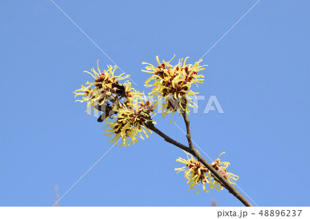 慶徳公園に咲くマンサクの花 48896237